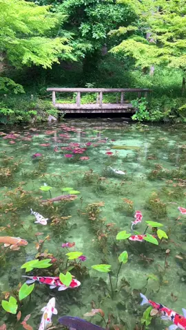 モネの池。見事な透明度。 #岐阜観光 #モネの池