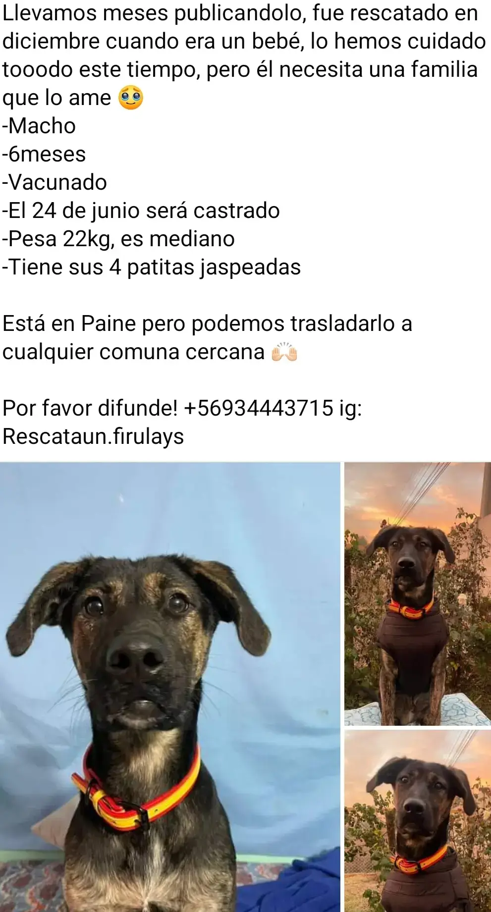 #adopta un perrito #adoptame #adopcionresponsable 