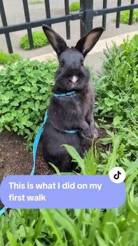 This is what I did on my first walk #cutepets #adorable #tiktokpets #mascotas #blackbunny #conejosnegros #conejito #bunny #bunnyrabbit #lapin 