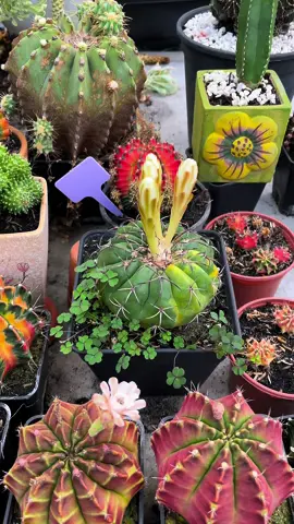 Disco cactus pollination/ Thụ phấn xr disco.#xuongrong #làmvừơn #tphcm #xuongronghienhoa #lamvuonvuive #cuchi #videolongers 