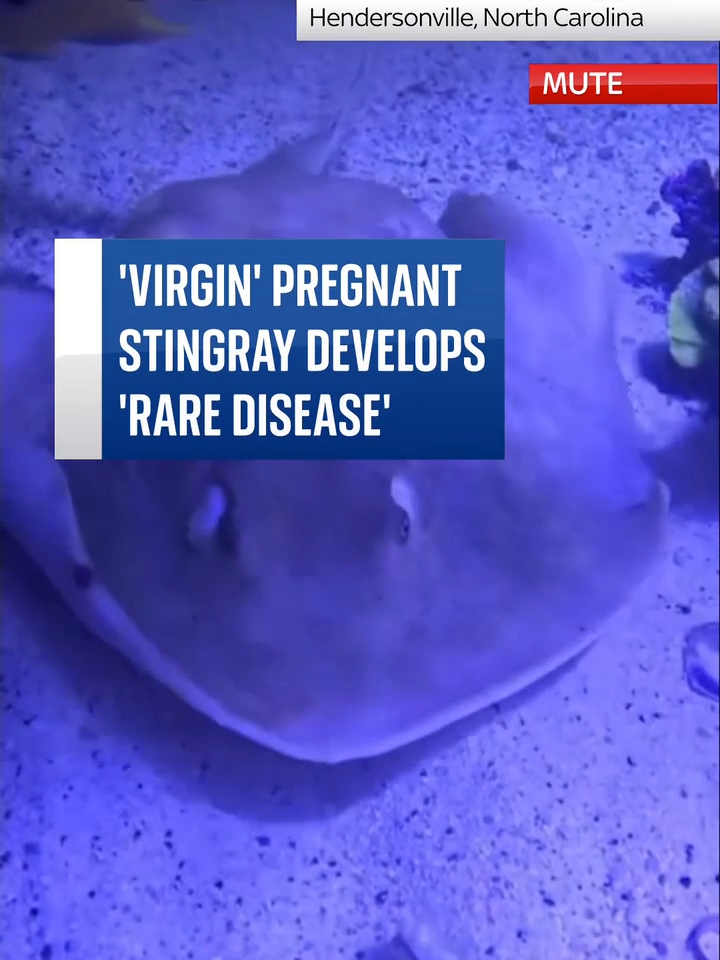 'Virgin' pregnant stingray Charlotte develops 'rare reproductive disease' #usa#stingray#aquarium