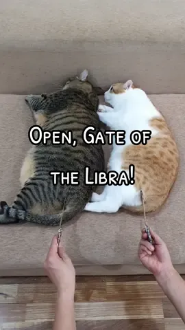 Hãy mở ra Cánh cổng Cung Ông bà bô 🤡 #nhanvientammeo #Cá #Cua #giadinhcacua #cats #mycats #catsoftiktok #libra #horoscope #cunghoangdao #cungthienbinh 