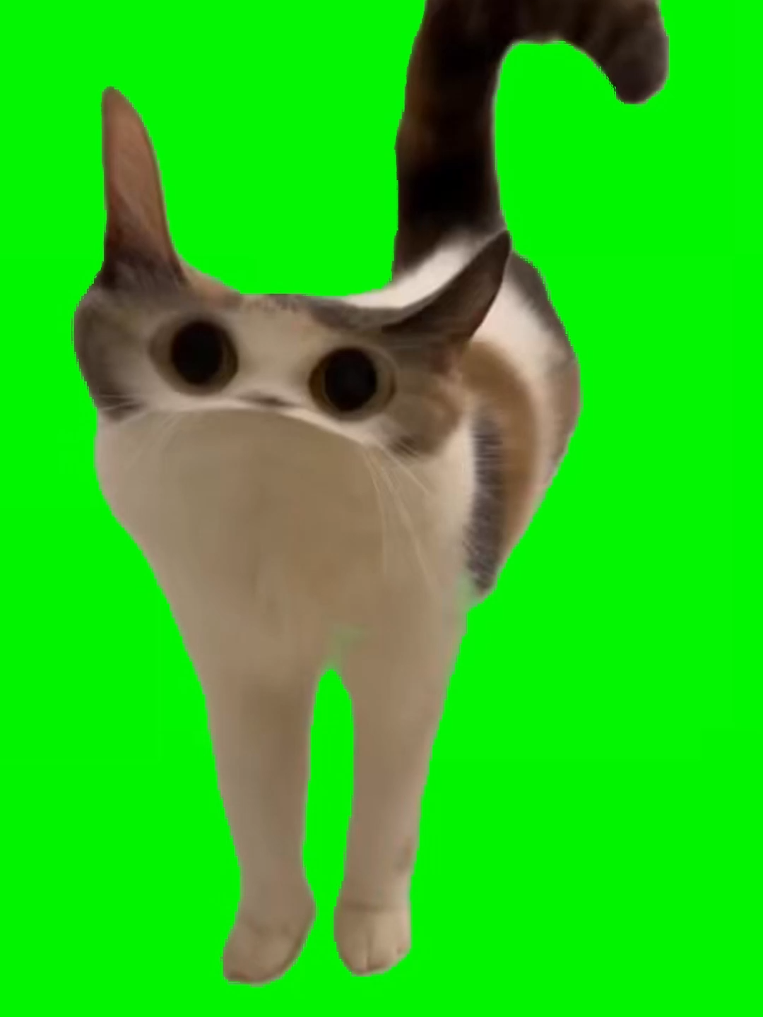 Cat Meow Meme Green Screen #meow#funny#greenscreen#fyp#fypシ゚#cat#catsoftiktok #catsoft #meme#pet#kitty