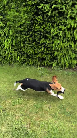 When you find something, you can’t keep #puppy #fy #beagle #Running #dogsoftiktok #viral #beaglesoftiktok #fast 