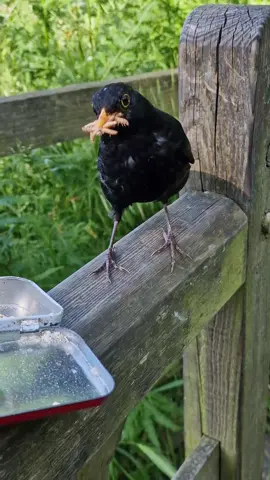 Afternoon feed part 2, Bernie gets a beak full😂 A fairly quiet feed this afternoon, there were definitely a few birds of prey around. #bird #birds #birdfeed #birdfeeding #handfeeding #handfeed #rspb #rspbbirdwatch #featheredfriends #wildbird #wildbirds #ukwildbirds #ukwildlife #wildlife #feeding #feedingbirds #feedingbirdsbelike #wildbirdsoftiktok #birdtok #wildbirdsuk #birdtok🦜 #birdtok #birdsoftiktok #robin #robins  #blackbird #blackbirds #bernie #sparrow #sparrows #wildbirdsoftiktok #birdwhisperer #birdman #stanmorecountrypark   #fyp #fun #foryou #viralvideos #tiktok #Love #cute #happy  #connection #connectingwithnature 