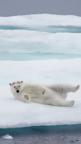 #MarksMoments: Polar bears are one of the most recognizable and beloved animals in the world.  Not only do they look adorable while rolling around in the snow, but there are practical benefits to this behavior as well. Rolling in the snow helps these bears regulate their body temperature in warmer climates and also serves as a form of cleaning, removing dirt and shedding fur from their coats. -Mark Coger, Videographer