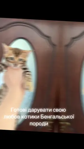 Вільні два котика від клубних батьків з документами WCF Вже можна забирати в сімʼю. Є доставка по Україні та за кордон#кошенята #бенгал #доставка #україна #продажкошенят #німеччина 
