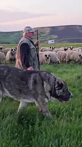 HUGE ASIAN SHEPHERDS  owned by - Pojar Sorin Traian @pojar.sorin.traian #foryou #viral #2024 #fypシ #share #caini #ciobanescdeasiacentrala #bigdog #giants #alabai #centralasianshepherd 