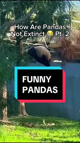 Funny Pandas Part Two 😂 #panda #funnypanda #animals #animalsoftiktok #fyp 