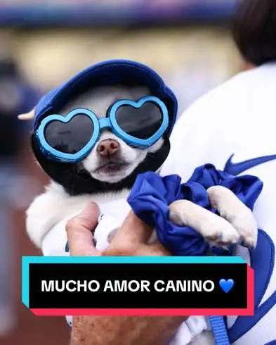 Estos perritos son unos verdaderos fanáticos de los Dodgers 🥰  #lasmayores #MLB #sports #baseball #dodgers #losangeles #dogs #Love #fans #beisbol @Los Angeles Dodgers 