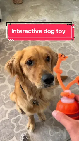 I could watch him play with this all day!! Get it while supplies last. Perfect for smaller dogs. #goldenretrieverlife #interactivedogtoy #finntastic #dogsoftiktok #fyp #interactive #checkoutmyshop #lookatthis 