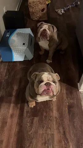 Embracing their inner @Bentley & Finn 🐾 here 🥰😂😂😂#bigdaddynem #englishbulldog #englishbulldoglover #englishbulldoglife 