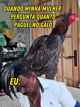 #galomura #galomurabrasileiro #animallover #animallover #animals #animal #bird #CapCut #Meme #MemeCut #temporada2024 