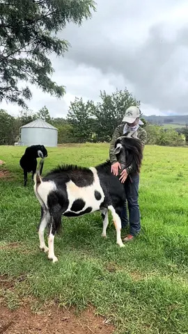 When your “big scary buck” is actually just a lover boy. #fyp #goats #farm #farmlife #farmanimals #farmtok 