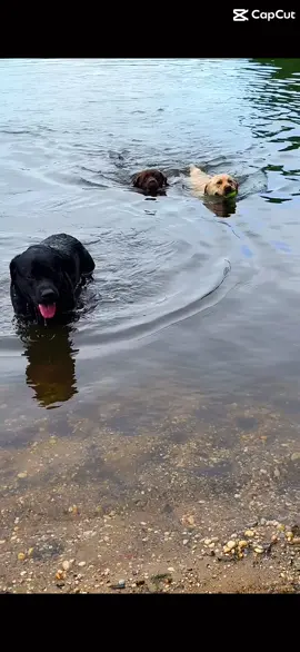 Happy summer!🤎🖤💛#Summer #swim #lake #labs #june #longisland #dog #lablove #Love #sunday #sunny #CapCut 