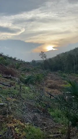 sihol sukses#sawittiktok #sawitbalap #bukalahansawit 