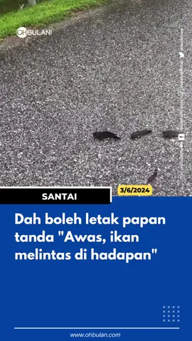 Biasalah cuti sekolah mak2 bawa anak berjalan-jalan 😂 video: kaunan #ohbulan #santai #ikan #puyu #berjalan #atas #jalan 