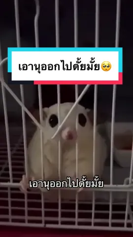 น้องอยากออกไปผจญภัย🐾🥺  #น้องต้องได้ออก #โม่มี่ชูก้าเทวดา #ชูก้าไกรเดอร์ #ชูการ์ไกลเดอร์ #ชูก้าไรเดอร์ #sugarglider #sugarglidersoftiktok #สัตว์เลี้ยงtiktok