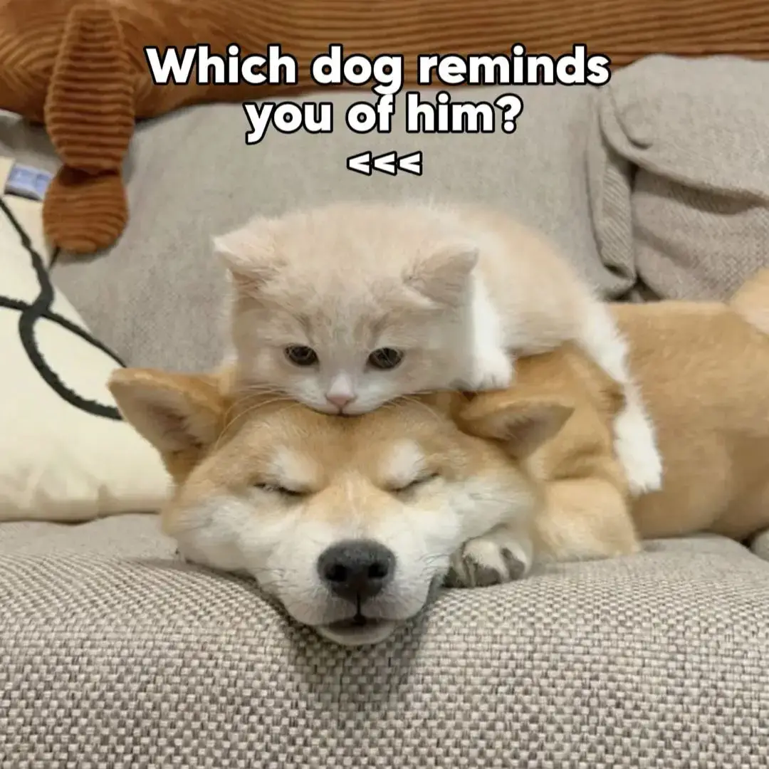 send this to your bf #cat #dog #cute #meme #Love #couple #viralvideos 