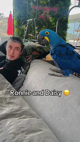 Shes getting jiggy widdit #ronnieradke #ronnieradkeedit #ronnieradkeofficial #fallinginreverse #fallinginreverselive #ronnieradketwitch #ronnieradkestream #ronnieradkesinging #fallinginreverseedit #fyp #4u #lovablie #fir #fallinginreversefans #fallinginreverseedits #fallinginreversefanpage #fallinginreversefan #ronnieradkememe #ronnieradkeedits #ronald #saraya #CapCut 