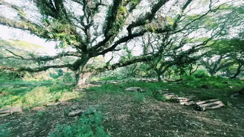 Tempat Penimbunan Kayu #tpk  #bojonegoro  #bojonegorohits  #hutan  #kayu #drone #fpv #fyp 