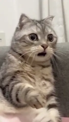 Cat with surprised expression #cat #fyp #funny #catsoftiktok #foryou #foryoupage #FanTheory #TikTokFitness #trending #duet
