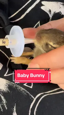 Syringe feeding the baby bunny❤️ @Debby Tragni #babybunny #animalsoftiktok #animalcare #baby #syringefeeding #oregon #pnw #foryou #foryoupage #care #Love #cute #PetsOfTikTok #wildlife 