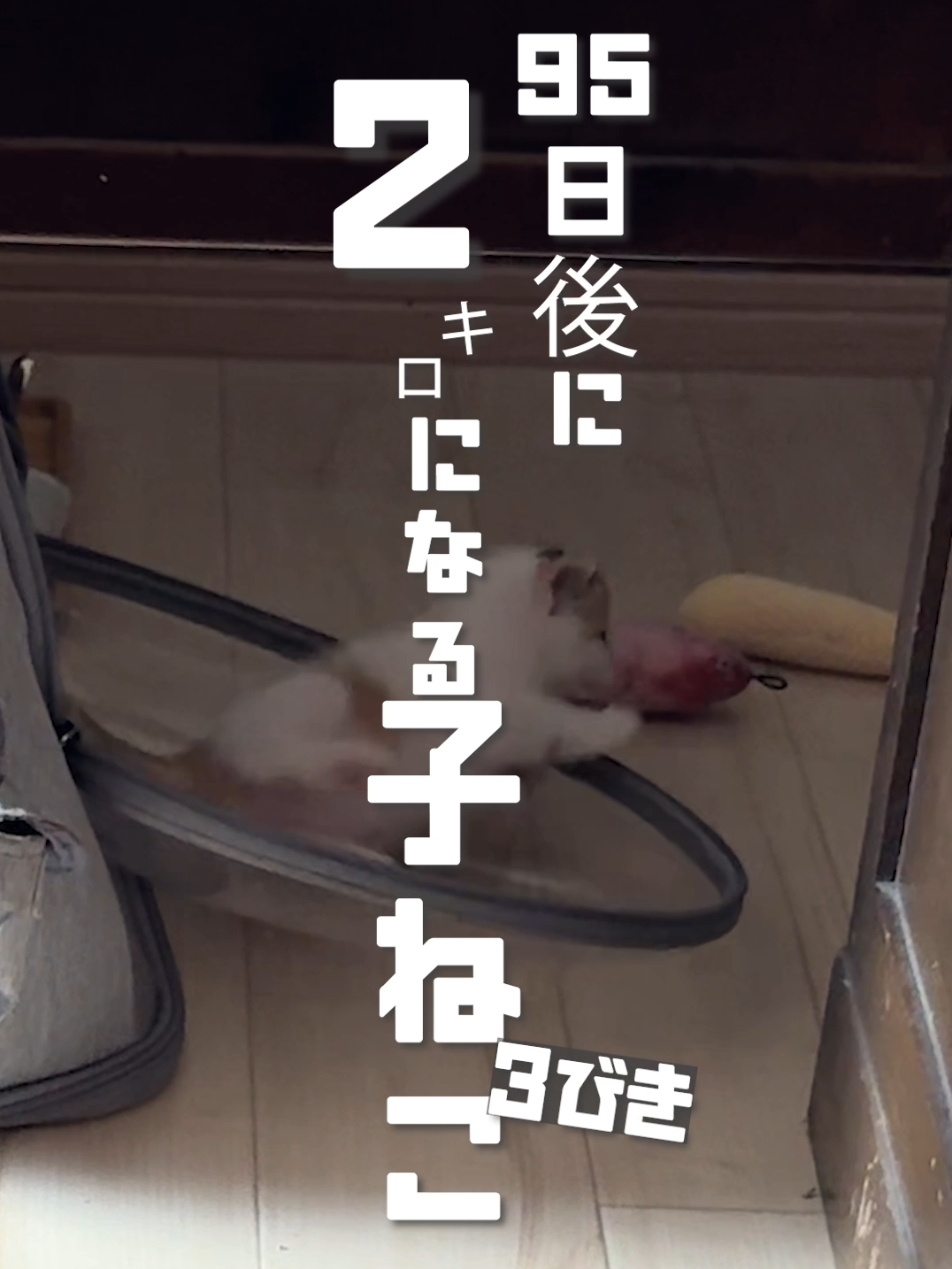 ＼500g突破〜！／【残り95日】100日後に2キロになる子ねこ3匹　#保護猫 #100ネコ #体重測定