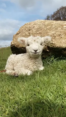 How adorable is little Minnie! 💚 She's a Devon and Cornwall Longwool - one of the rarest breeds of sheep in the world. 📷: @dartmoorshepherd on Instagram #Cute #Adorable #Sheep #CountryLiving #CuteAnimals