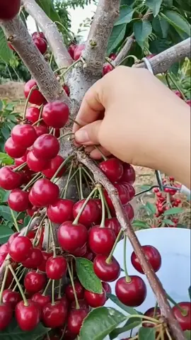 Cherry mỹ đã trồng được ở Việt Nam rồi nhé ❤️ #cherrymy