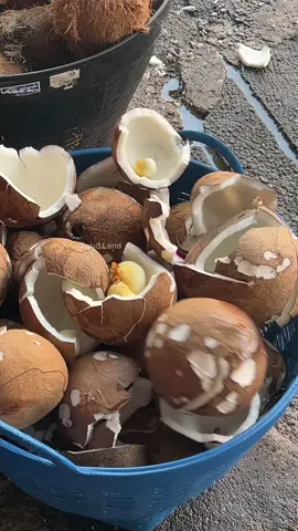 The process before becoming coconut milk 🥥💦