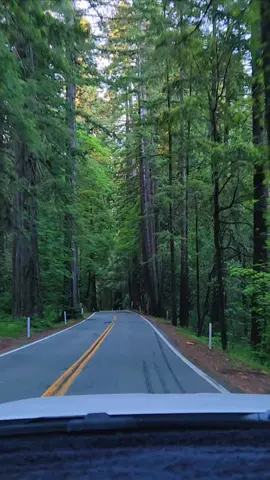 DRIVING THROUGH SOME REDWOODS IN CALIFORNIA WHEN I WAS ON MY WAY TO OREGON.  BEAUTIFUL.GONNA LOOK FOR A PLACE TO REPLACE MY WINDSHIELD.  SO ANNOYING 😁#california #nature #foryou #scenicdrive #driving #redwoods 