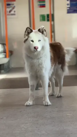 I took my dog on the train for a photoshoot!! #dog #tfl #photoshoot #husky #dogsoftiktok #fyp #foryou #fypp 
