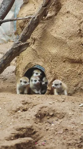 We’re excited to welcome 5 baby meerkats to the world! 🥰❤️ #animals #cuteanimals #fyp #meerkat #babyanimals 