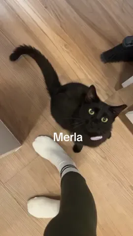 Breakfast time with Merla♥️ #catsoftiktok #merla #cat #catrunning #straycat #blackcat 