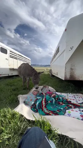 Nothing makes me feel better in this crazy world we live in than kids getting to experience things like bed roll naps and free roaming donkeys paying a visit to their dreamland ☁️ #cowboy #ranchkids #western #bedroll #cowcamp #horsesale #cowgirls #rodeo 