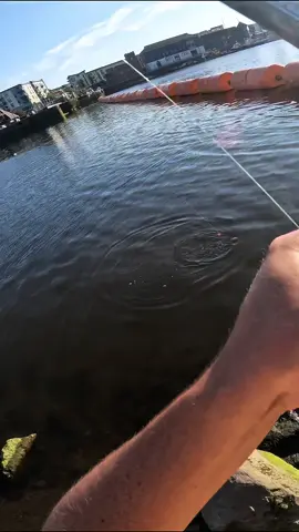 Mullet Fishing in Swansea Marina #fishing #Wales #swansea #thehooky2 #viral #fyp #fishingyoutube #fishinguk #seafishing #foryou #mulletfishing #swanseamarina 