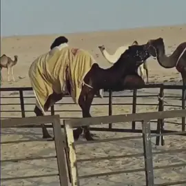 شامان القاشوطي🤍