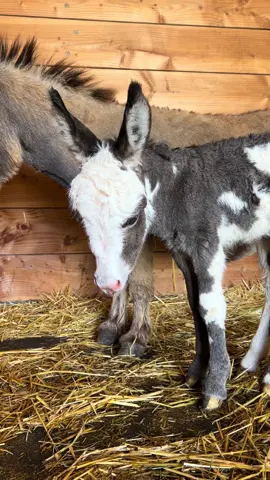Our newest foal is heeeeere 🤗 #fyp #minidonkey #donkeysoftiktok #farmanimals #farm #farmtok 