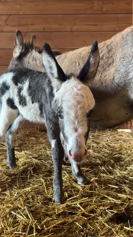 Today is now dedicated to donkey snugs only. #fyp #minidonkey #foal #donkeys #donkeysoftiktok #farmanimals #cuteanimals #farm #farmtok 
