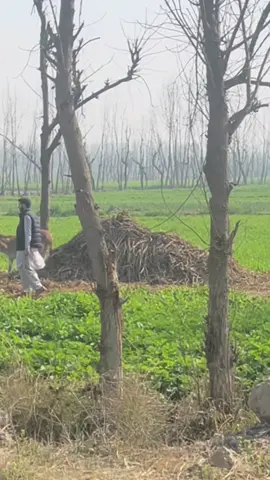 Village#fypシ゚viral🖤tiktok☆♡🦋myvideo❤️❤️🥰🥰🥰fyd😍🥰ও #🥂🥂 #fydシ゚viral_video_tiktok💞💞🥀💞🥀💞i #fypシ゚viral🖤video #fypシ゚viral🖤tiktok☆♡ #fypシ゚viral🖤tiktok☆♡🦋myvideo❤️❤️🥰🥰🥰fyd😍🥰 #baw #unfreezemyacount_tiktok_id #urdupoetry #fypシ゚viral #foryourepage #🥂🥂 #fypシ゚viral #fydシ゚viral #fydシ゚viral #poetry #fypシ゚viral🖤video #fypシ゚viral🖤tiktok☆♡🦋myvideo❤️❤️🥰🥰🥰fyd😍🥰ও #fydシ゚viral_video_tiktok💞💞🥀💞🥀💞i @🃏⚔️ ناظم صيب ♠️ @🦅🦅KtK🦅🦅 @𝐑 𝐒 ⚡️ @Haبiبiii_💫⚠️ @🕊🚩 @🍂DANجeR🍂 @@KhanG Graphy @🦅Musa khattak 🦅 @Hasnainmalik0000 @👑COMRADE 🚩 @@ they _call _me_Uzair @👑 ڈا وچی خان 👑 @A.K👑 @Ahmad Latif Marwat @Hamza 🐼 @Malik Shahzad 