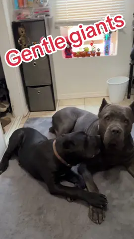 Father & Son love #canecorso #fyp #dogsoftiktok #puppiesoftiktok #dogsofttiktokviral #foryoupage #canecorsopuppy #fy #canecorsoitalianmastiff❤️ #italianbloodlines🇮🇹 #canecorsomastiff #canecorsopuppies #brazilianbloodlines🇧🇷 #canecorsoworkingdog #workingcanecorso #puppytiktok #canecorsoforlife #Albuquerque #newmexico #viral #fatherson #daddysboy #canecorso #canecorsofans #canecorsolife #canecorsolovers 