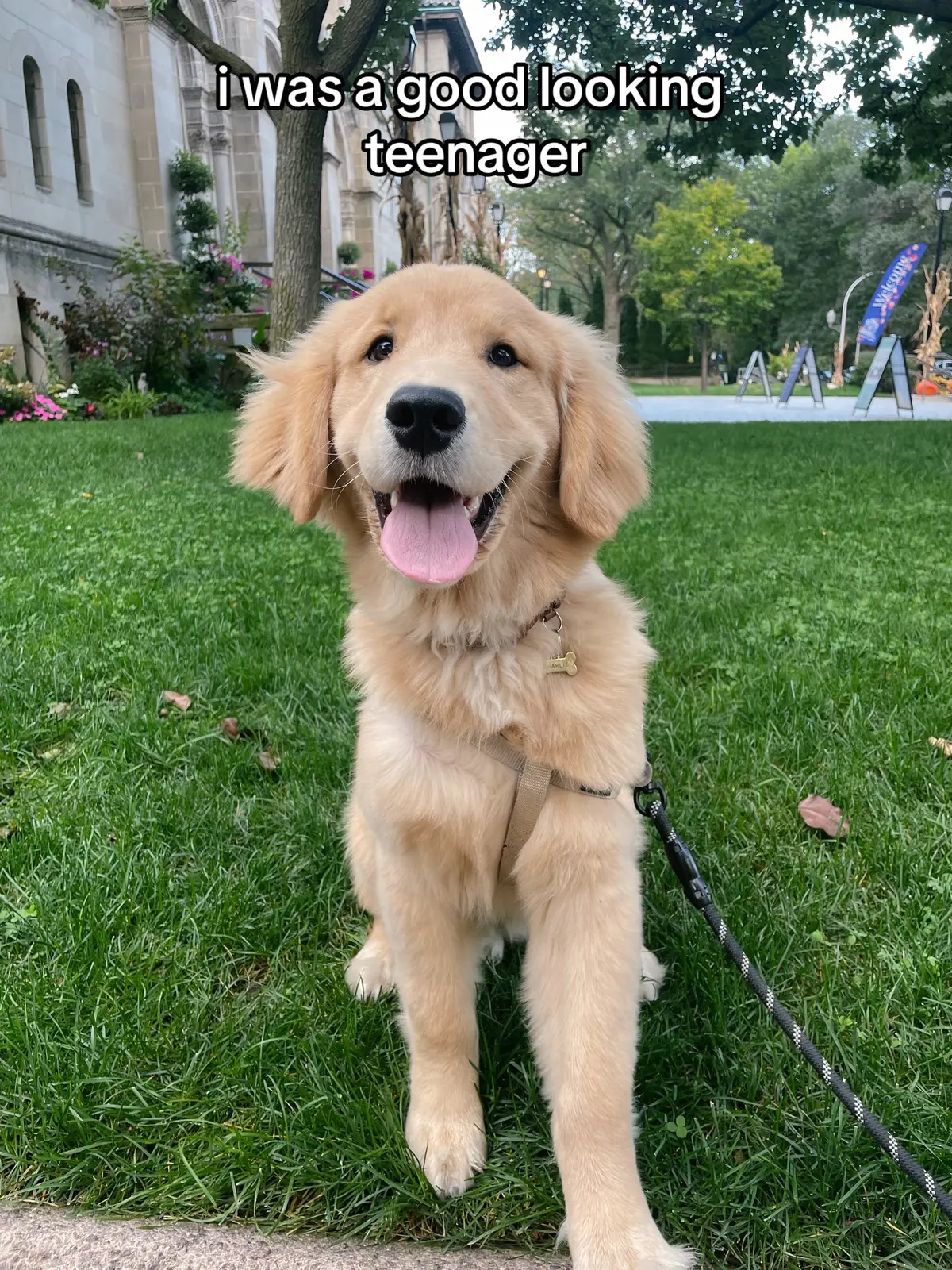 thats all i have to say #charliethegolden #dog #dogsoftiktok #dogs #goldenretrieverpuppy #dogtok #puppytok #pet #teenagedog #chicago #goldenretriever #goldenretrieverlife #puppychaos #dogmom 