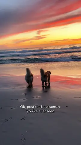 Sry, what sunset? We were too busy staring at the adorable puppies. 😍 #dogsoftiktok #goldenretriever #sunset 