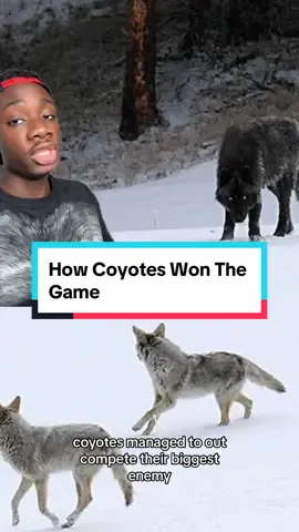 And thats how I became an unapologetic coyote stan #animals#nature#moreyouknow#wolf#LearnOnTikTok 