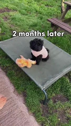 A poor puppy thrown away in the trash was discovered and adopted by a family, followed by surprises🙏🙏🙏🙏🙏🙏🙏🙏🙏🙏🙏❤️❤️❤️❤️❤️❤️❤️❤️❤️#rescue #rescuedog #rescuepuppy #rescueanimals #animals #animalsoftiktok #dog #dogsoftiktok #puppy #puppiesoftiktok #fyp 