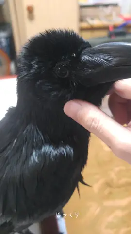 じっくりまったりしてなでなでおはよう #カラス #crow #なでなで  #かわいい #まったり #日常 #ほのぼの #鳥 #おしゃべり  #おはよう 