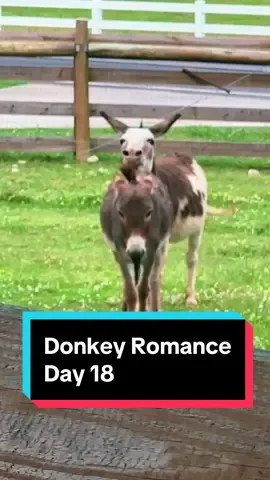 Donkey Romance: Day 18❤️ #donkeysoftiktok #minidonkey #minidonkeys #minidonkeysoftiktok #spottedjack #breedingseason 