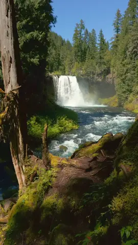 Without a doubt, one of the most stunning spots in Oregon. Every visit leaves me in awe 🤩 #OregonBeauty #NatureWonder #WaterfallLove #godisgreat 