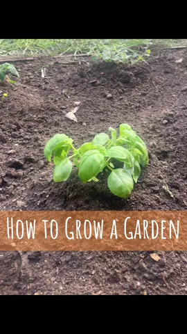💚 Follow along to watch the garden grow 🌱📏  #livefreeandgarden  #gardeningtipsforbeginners  #gardening101 #gardentok #watchmegrow  #summer2024